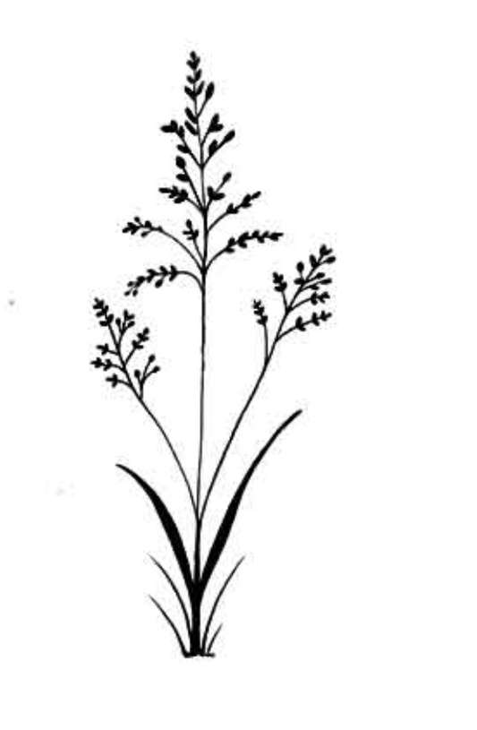 Lavinia Stamps - Field Grass