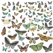 Laser Cut Outs - Wings - Nature Study - 49 and Market