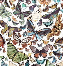 Laser Cut Outs - Wings - Nature Study - 49 and Market