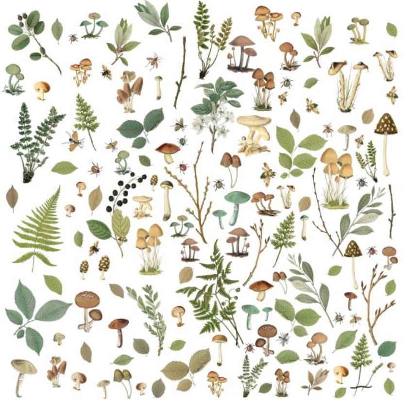 Laser Cut Outs - Mushrooms & Foliage - Nature Study - 49 and Market