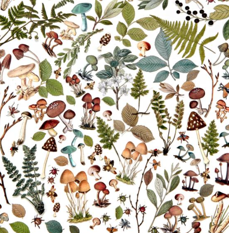 Laser Cut Outs - Mushrooms & Foliage - Nature Study - 49 and Market