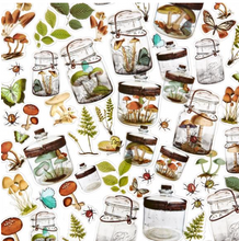 Acetate Shapes - Specimen - Nature Study - 49 and Market