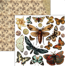 6x6 - Cabinet of Curiosities - Double Sided Paper - 24/Pkg - Ciao Bella