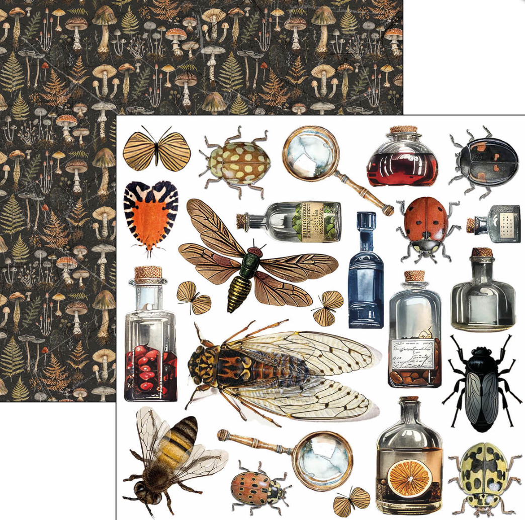 6x6 - Cabinet of Curiosities - Double Sided Paper - 24/Pkg - Ciao Bella