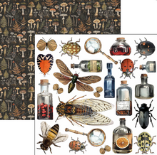 6x6 - Cabinet of Curiosities - Double Sided Paper - 24/Pkg - Ciao Bella