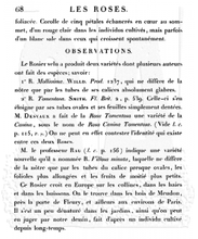 Background Stamp - Les Roses - Wendy Vecchi  - Stampers Anonymous