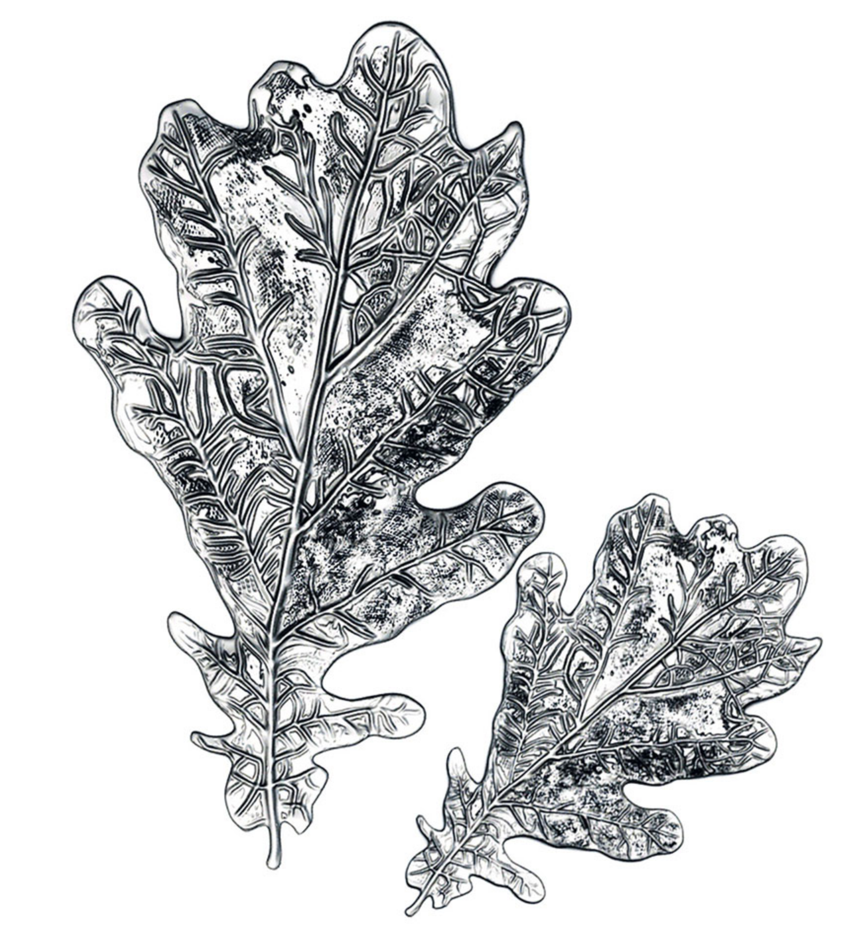 Sizzix -  Tim Holtz - 3D Impresslits  - Oak Leaf