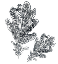 Sizzix -  Tim Holtz - 3D Impresslits  - Oak Leaf